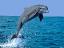 delfin